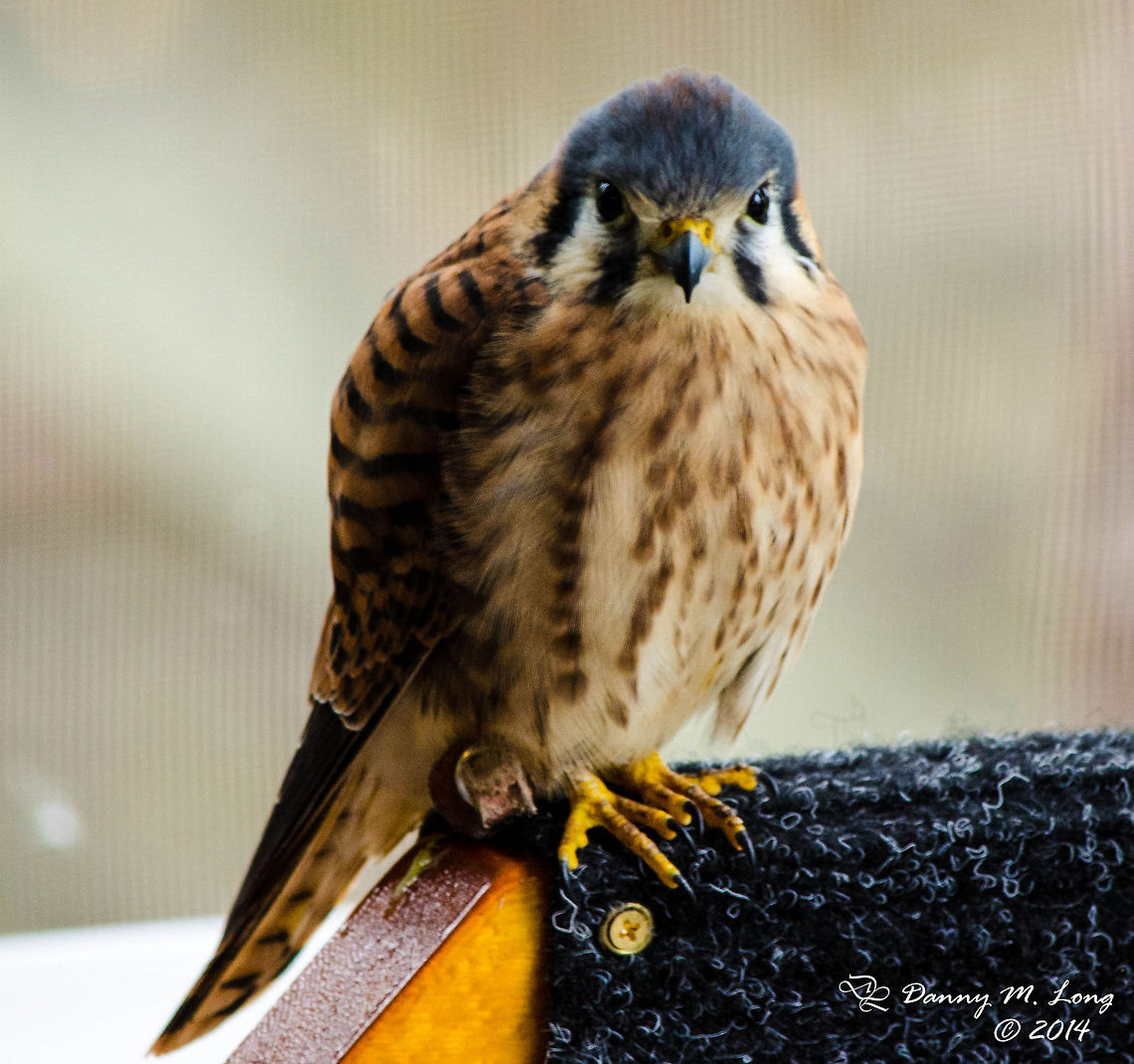 American Kestrel  Alabama,American Kestrel,Falco sparverius,Geotagged,United States,beautiful,bird,birds,birds of prey,color,colorful,fauna,nature,wildlife