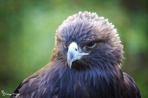 Golden Eagle  Alabama,Aquila chrysaetos,Geotagged,Golden Eagle,United States,beautiful,bird,birds,birds of prey,color,colorful,fauna,nature,wildlife