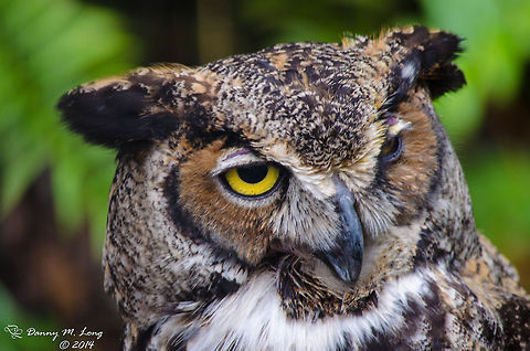 Great Horned Owl  Alabama,Bubo virginianus,Geotagged,Great Horned Owl,United States,beautiful,bird,birds,birds of prey,color,colorful,fauna,nature,wildlife