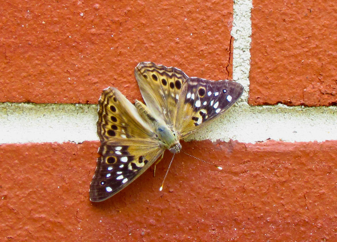 Hackberry Emperor                                 Alabama,Asterocampa celtis,Geotagged,United States,beautiful,color,colorful,fauna,nature