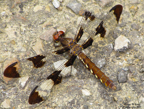 Common Whitetail                                 Alabama,Common Whitetail,Geotagged,Libellula lydia,Plathemis lydia,United States,beautiful,color,colorful,fauna,nature