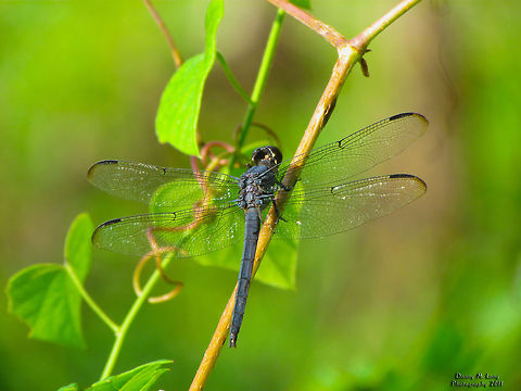 Slaty Skimmer                                 Alabama,Geotagged,Libellula incesta,Slaty Skimmer,United States,beautiful,color,colorful,fauna,nature