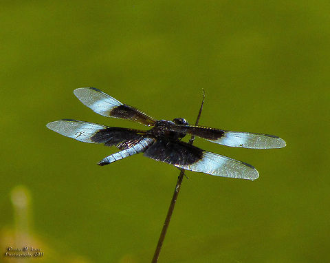 Widow Skimmer                                 Alabama,Geotagged,Libellula luctuosa,United States,Widow Skimmer,beautiful,color,colorful,fauna,nature
