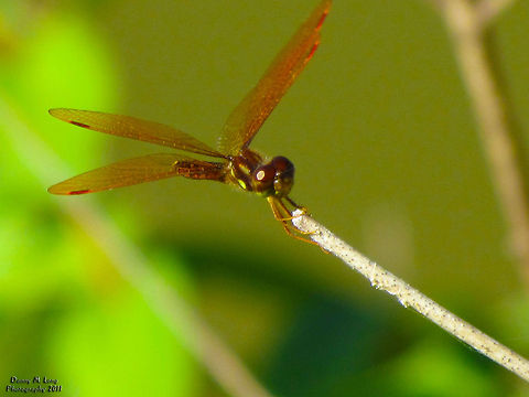 Eastern Amberwing                                 Alabama,Eastern Amberwing,Geotagged,Perithemis tenera,United States,beautiful,color,colorful,fauna,nature