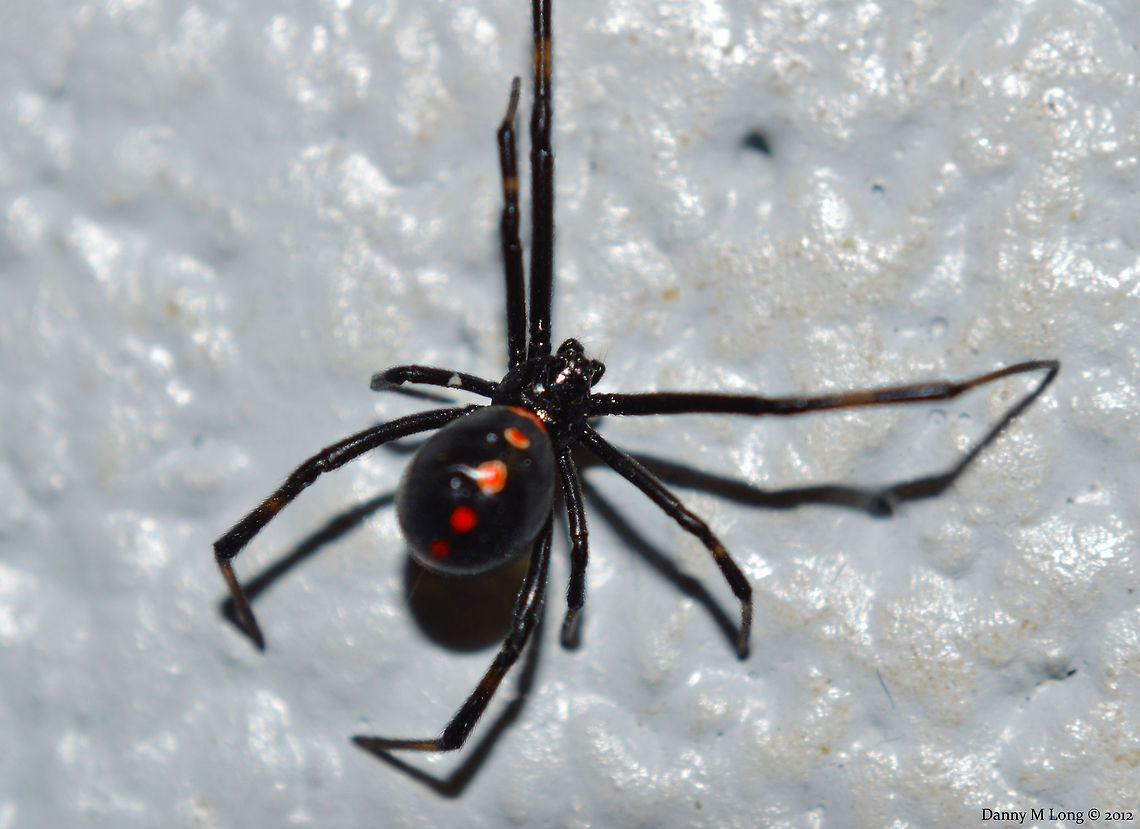Black Widow  Geotagged,Latrodectus mactans,United States