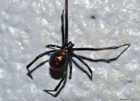 Black Widow  Geotagged,Latrodectus mactans,United States