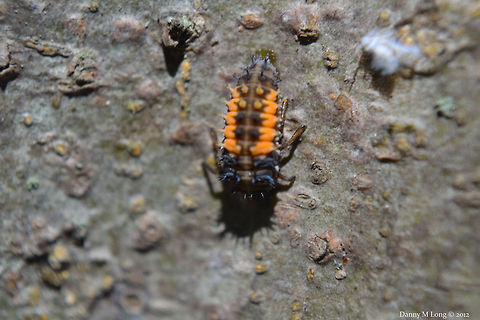 Ladybug larva  Geotagged,Harlequin ladybird,Harmonia axyridis,United States