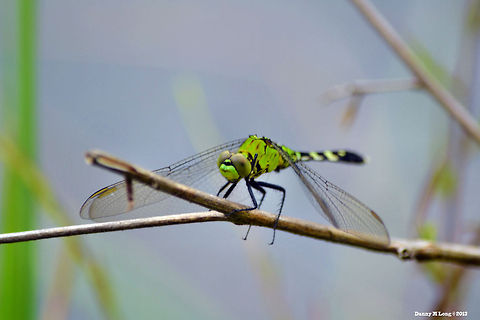 Eastern Pondhawk  Geotagged,United States