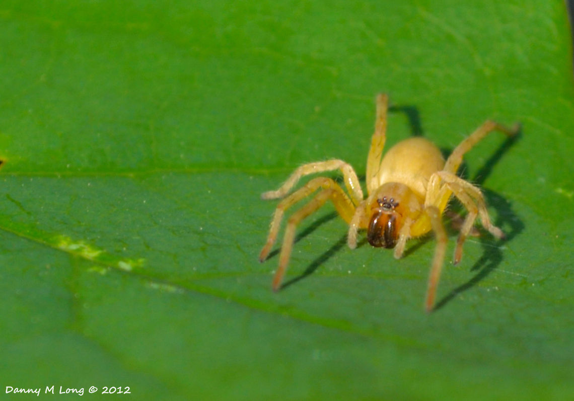 Yellow Sac Spider  Cheiracanthium inclusum,Geotagged,United States,black-footed yellow sac spider