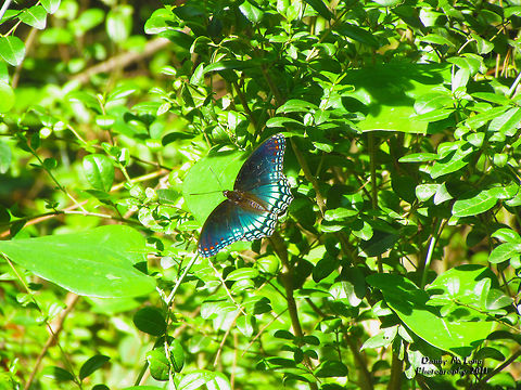 red-spotted purple butterfly                                 Alabama,Geotagged,Limenitis arthemis,United States,White Admiral or Red-spotted Purple,beautiful,color,colorful,fauna,nature
