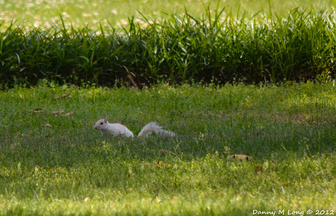 White Squirrel  Alabama,Albino,Eastern gray squirrel,Sciurus carolinensis,beautiful,color,colorful,fauna,nature