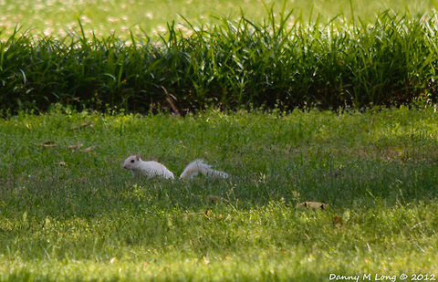 White Squirrel  Alabama,Albino,Eastern gray squirrel,Sciurus carolinensis,beautiful,color,colorful,fauna,nature