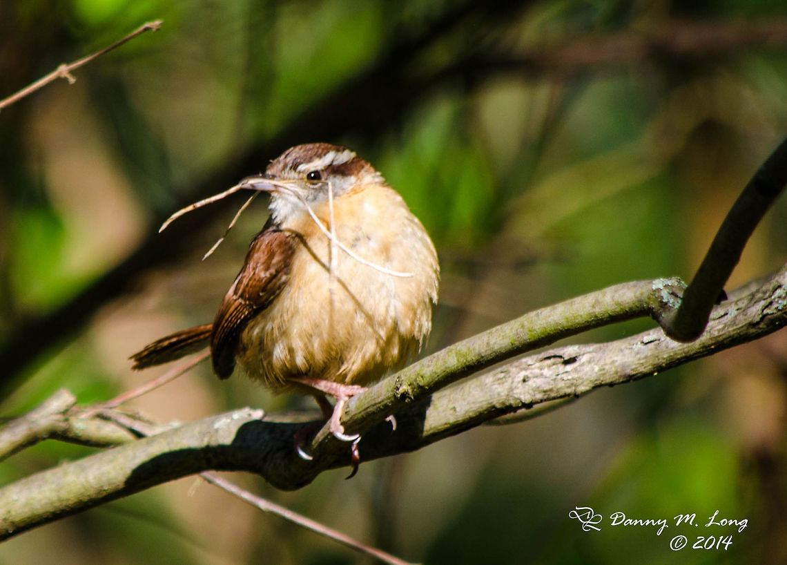 Carolina Wren  Alabama,Carolina Wren,Thryothorus ludovicianus,beautiful,bird,birds,color,colorful,fauna,nature