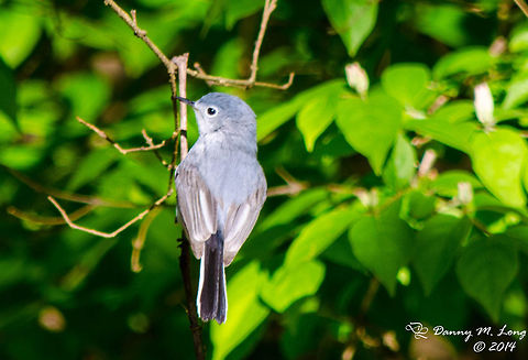 Blue-gray Gnatcatcher (Polioptila caerulea)  Alabama,Blue-gray Gnatcatcher,Geotagged,Polioptila caerulea,United States,beautiful,bird,birds,color,colorful,fauna,nature