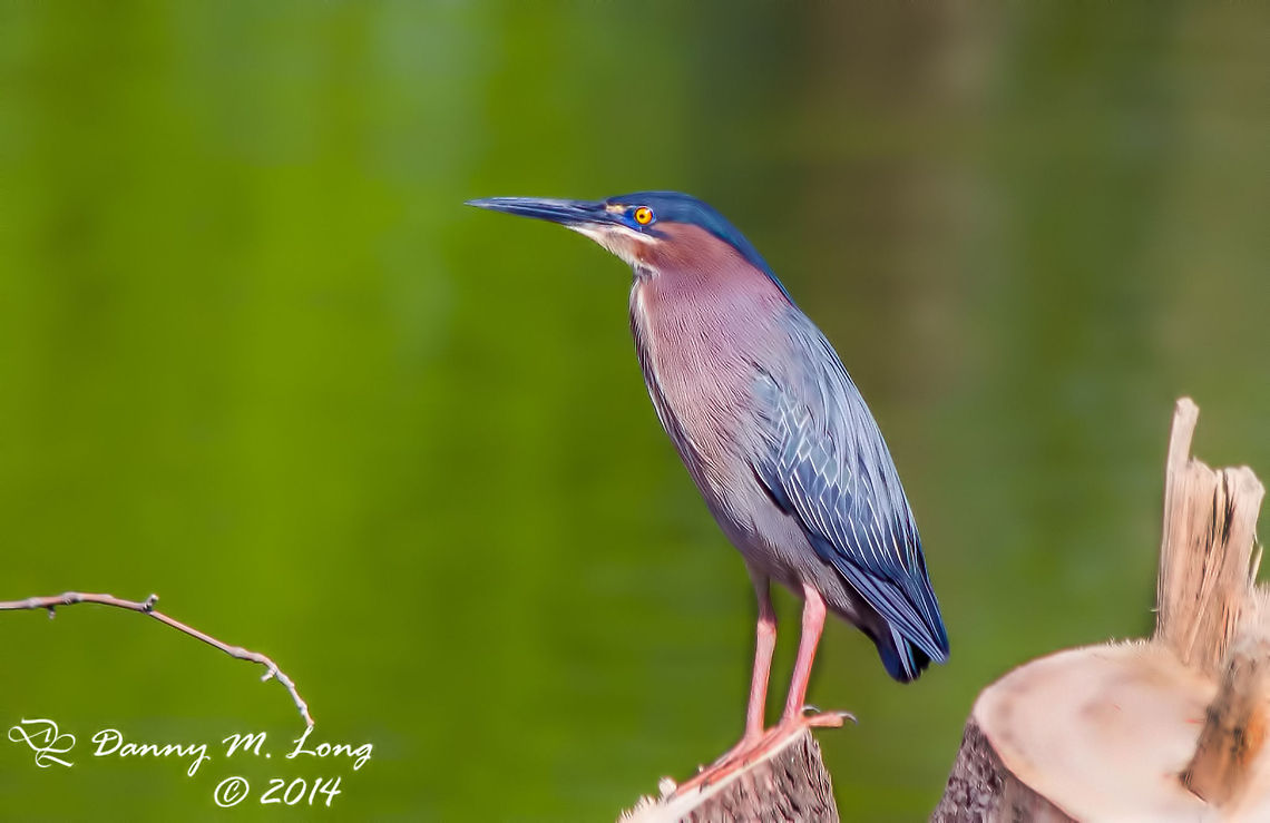 Green Heron  Butorides virescens,Green Heron