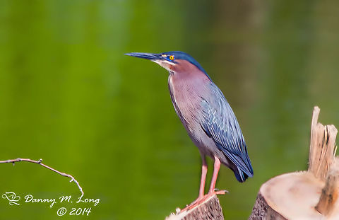 Green Heron  Butorides virescens,Green Heron