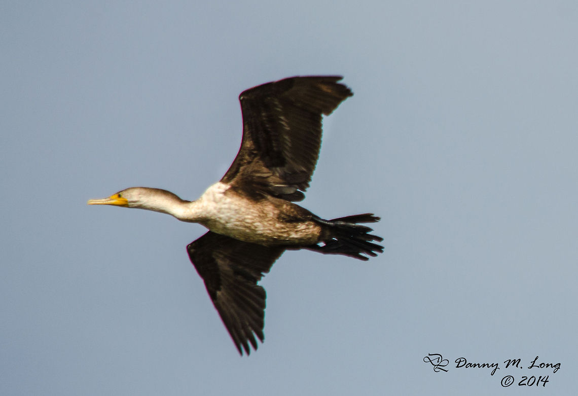 Double Crested Cormorant (female)  Alabama,Butorides virescens,beautiful,bird,birds,color,colorful,fauna,nature