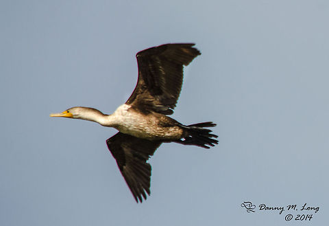 Double Crested Cormorant (female)  Alabama,Butorides virescens,beautiful,bird,birds,color,colorful,fauna,nature