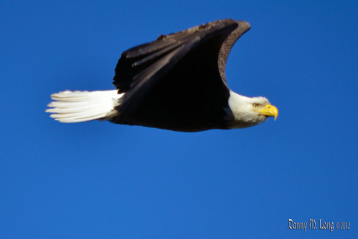 Bald Eagle  Alabama,Bald Eagle,Haliaeetus leucocephalus,beautiful,bird,birds,color,colorful,fauna,flight,nature