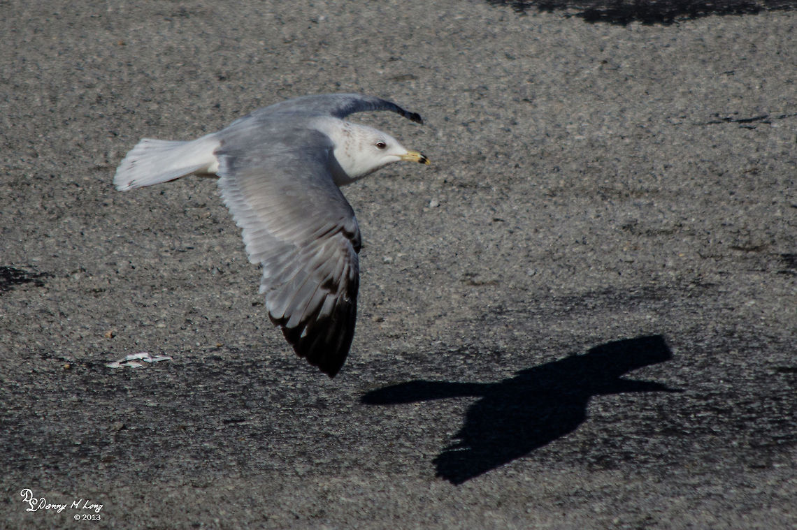 Ring Billed Gull  Alabama,beautiful,bird,birds,color,colorful,fauna,flight,nature
