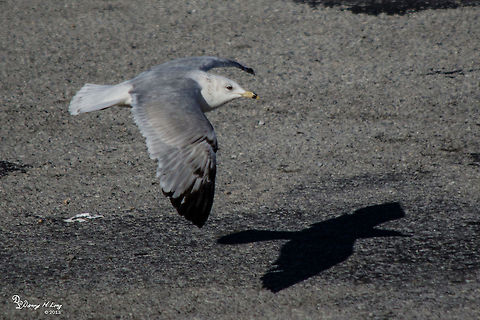 Ring Billed Gull  Alabama,beautiful,bird,birds,color,colorful,fauna,flight,nature