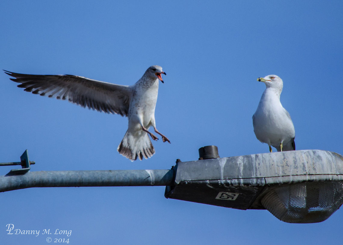 Ring-billed Gull  Alabama,Larus delawarensis,Ring-billed Gull,beautiful,bird,birds,color,colorful,fauna,flight,nature