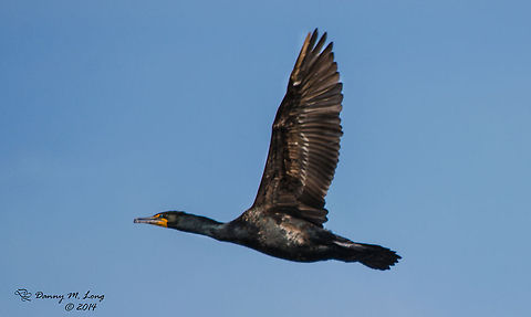 Double-crested Cormorant (male)  Alabama,Double-crested Cormorant,Phalacrocorax auritus,beautiful,bird,birds,color,colorful,fauna,flight,nature