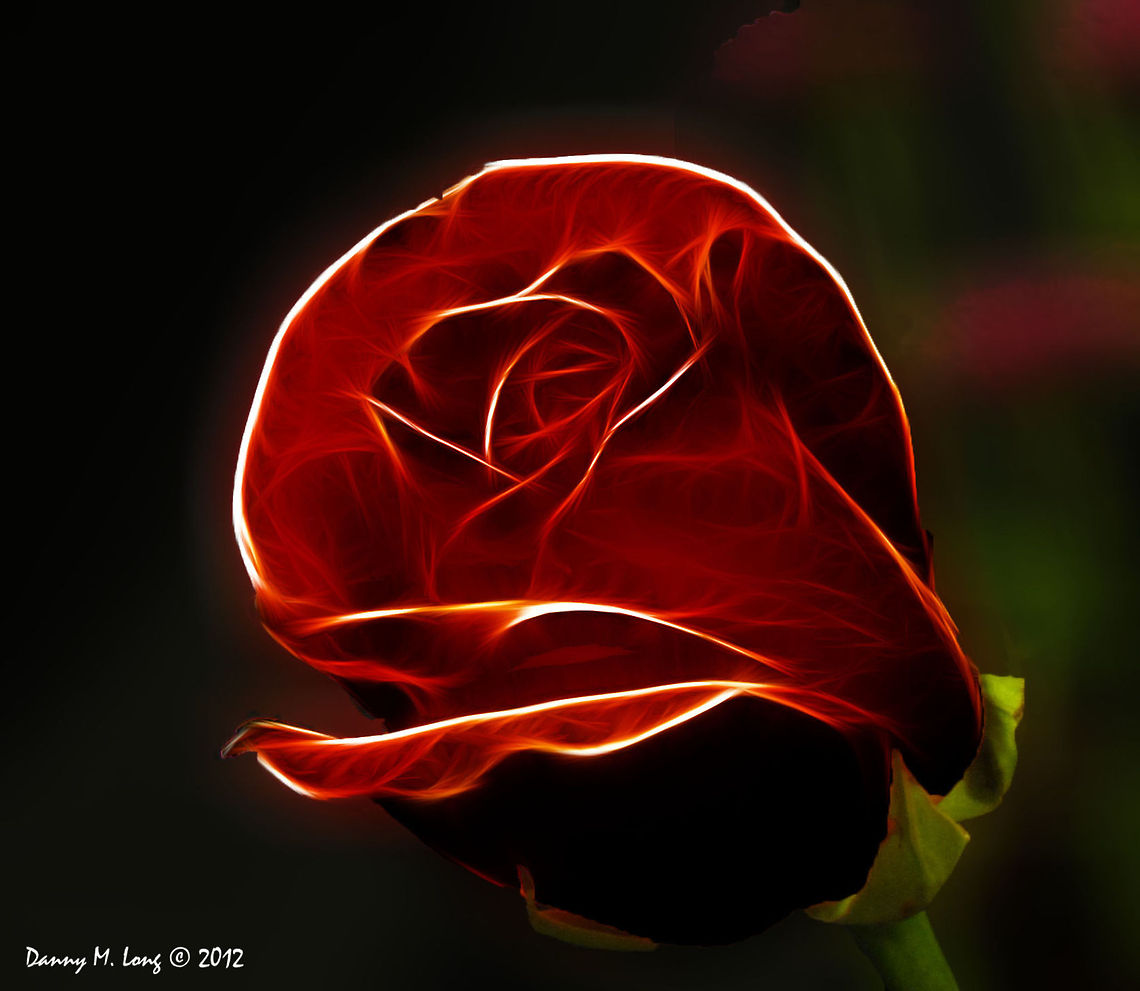 A Rose  Thought I throw in an artistic flair hope you don&#039;t mind.                               Alabama,Rose,Spring,beautiful,color,colorful,flora,flower,flowers,nature