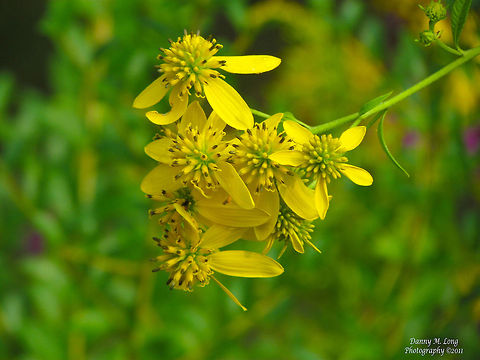 Wingstem (Verbesina alternifolia)                                 Alabama,Spring,Verbesina alternifolia,Wingstem,beautiful,color,colorful,flora,flower,flowers,nature