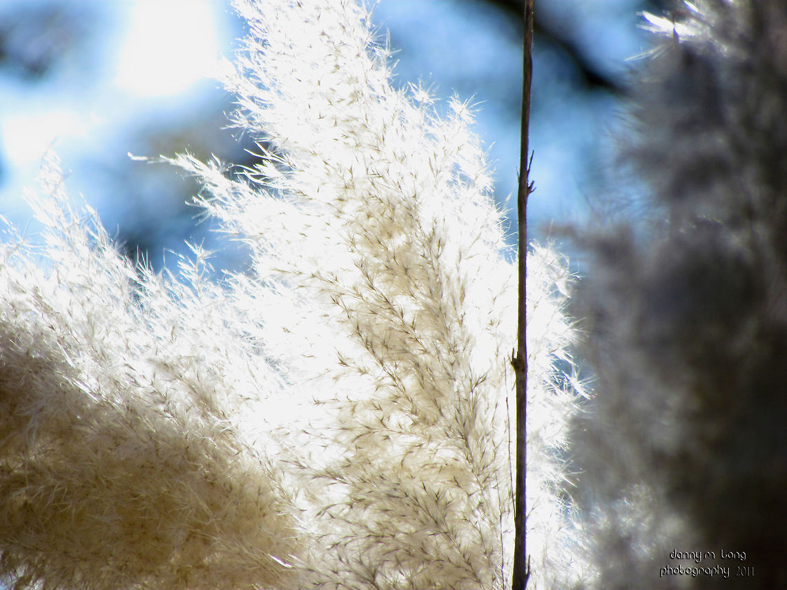 White Pampas Grass (Cortaderia selloana)                                 Alabama,Cortaderia selloana,Pampas Grass,beautiful,color,colorful,grass,white