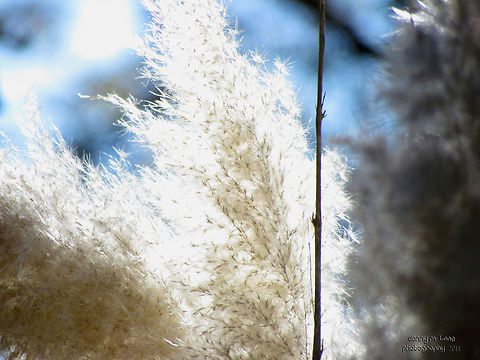 White Pampas Grass (Cortaderia selloana)                                 Alabama,Cortaderia selloana,Pampas Grass,beautiful,color,colorful,grass,white