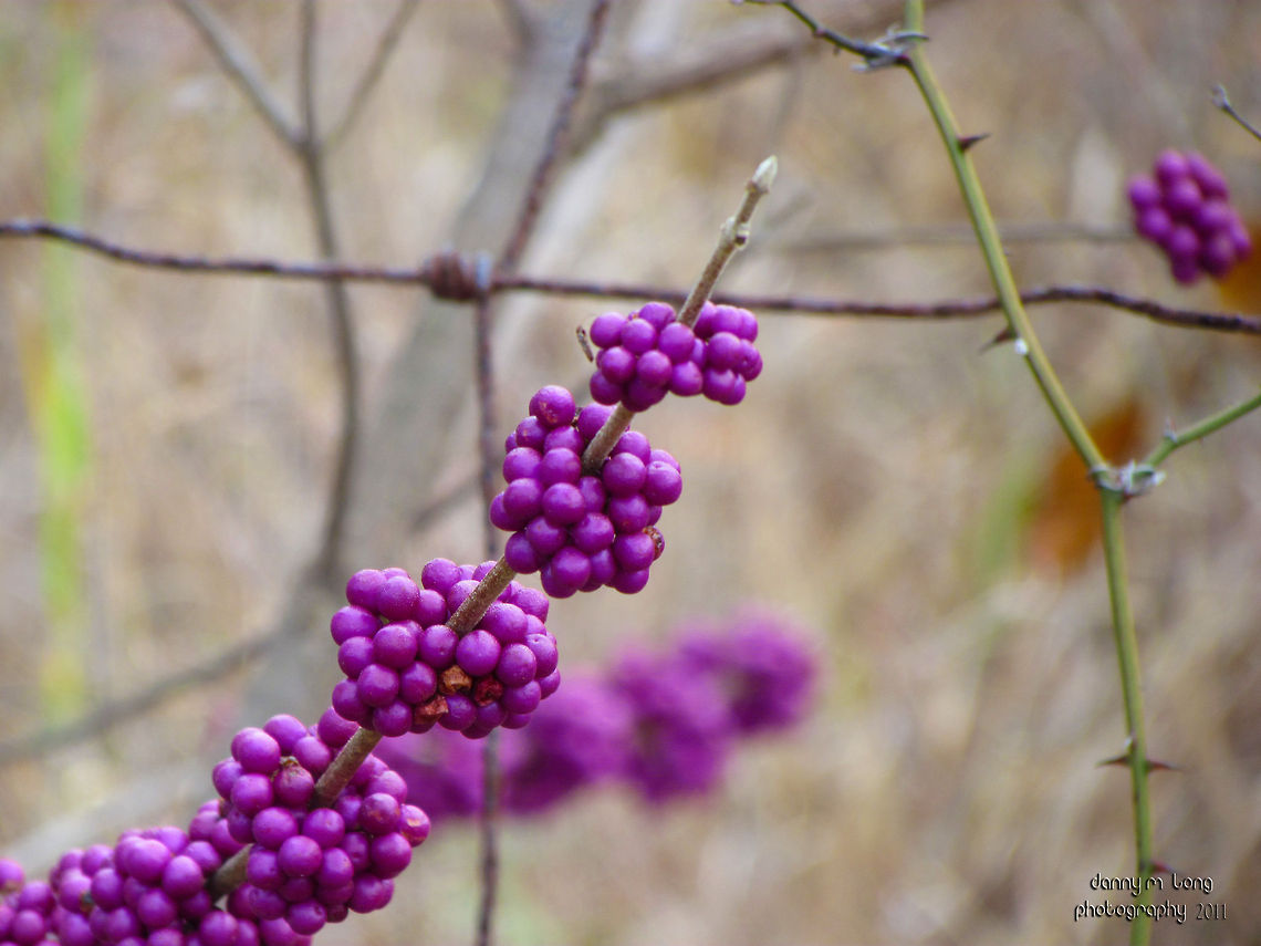 American Beautyberry (Callicarpa)                                 Alabama,Callicarpa americana,Spring,beautiful,berries,berry,color,colorful,flora,nature