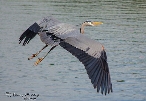 Great Blue Heron in flight  Alabama,Ardea herodias,Great Blue Heron,beautiful,bird,birds,color,colors,flight,in flight,nature,waterfowl