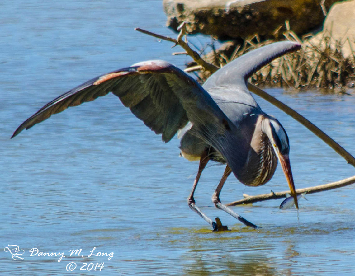 Great Blue Heron fishing  Alabama,Ardea herodias,Great Blue Heron,beautiful,bird,birds,colorful,colors,fauna,fish,nature,waterfowl,wildlife