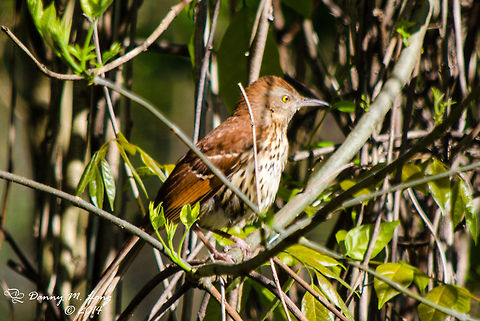 Brown Thrasher  Alabama,Brown Thrasher,Toxostoma rufum,bird,birds,color,colorful,fauna,nature,wildlife