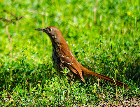 Brown Thrasher  Alabama,Brown Thrasher,Toxostoma rufum,bird,birds,color,colorful,fauna,nature,wildlife