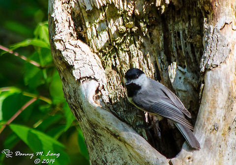 Carolina Chickadee  Alabama,Carolina Chickadee,Poecile carolinensis,beautiful,bird,birds,colorful,colors,fauna,flight,nature,wildlife,winged