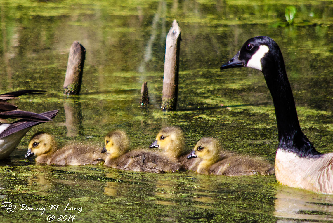 Gosling  Alabama,Branta canadensis,Canada Goose,beautiful,bird,birds,colorful,colors,fauna,flight,nature,wildlife,winged