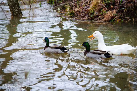 Mallards and a Domestic Goose  Alabama,Anser anser domesticus,Domestic goose,beautiful,bird,birds,colorful,colors,fauna,flight,nature,wildlife,winged