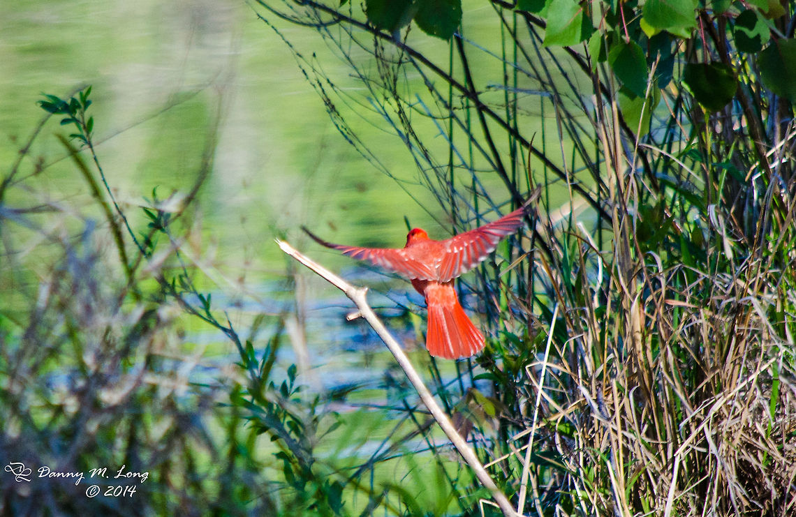 Northern Cardinal  Alabama,Argynnis pandora,Cardinal,Geotagged,United States,beautiful,bird,birds,colorful,colors,fauna,flight,nature,wildlife,winged