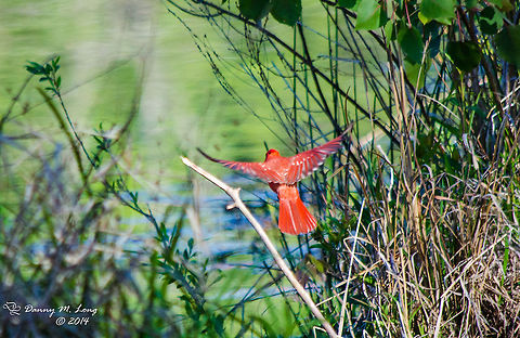 Northern Cardinal  Alabama,Argynnis pandora,Cardinal,Geotagged,United States,beautiful,bird,birds,colorful,colors,fauna,flight,nature,wildlife,winged
