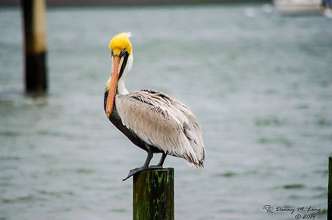 Brown Pelican  Alabama,Brown Pelican,Pelecanus occidentalis,beautiful,bird,birds,colorful,colors,fauna,flight,nature,wildlife,winged