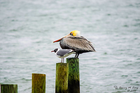 Brown Pelican and Laughing Gull  Alabama,Laughing Gull,Leucophaeus atricilla,beautiful,bird,birds,colorful,colors,fauna,flight,nature,wildlife,winged