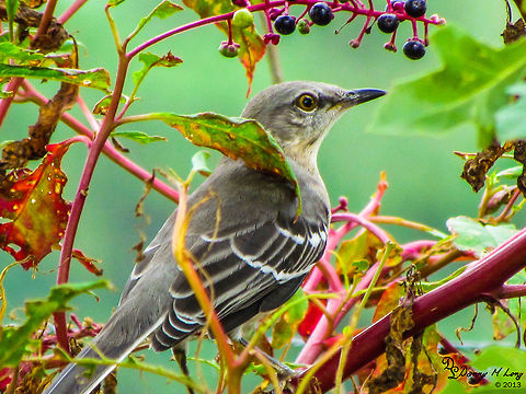 Mocking Bird  Alabama,Mimus polyglottos,Northern Mockingbird,beautiful,bird,birds,colorful,colors,fauna,flight,nature,wildlife,winged