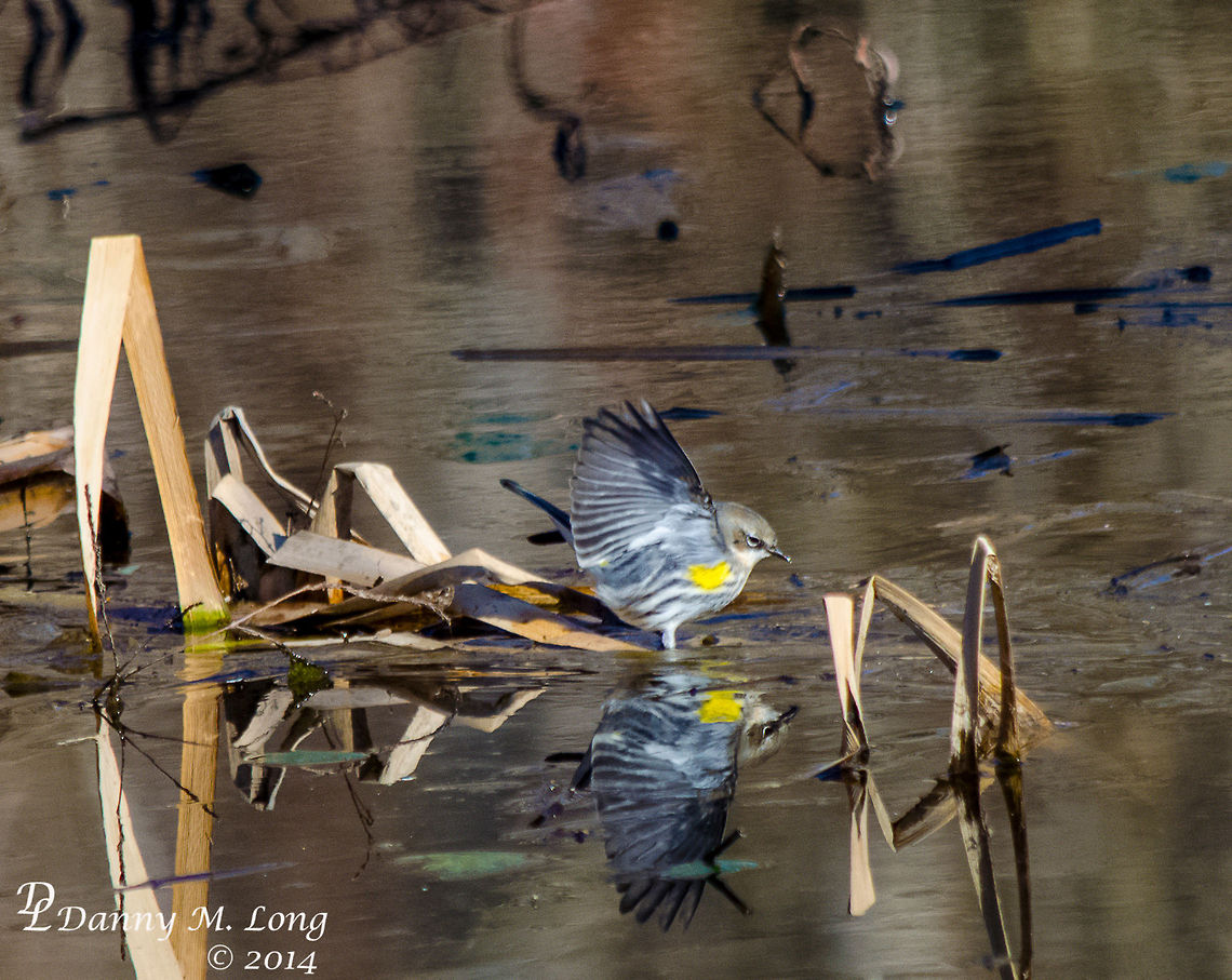 White-throated Sparrow admiring itself  Alabama,Geotagged,Setophaga coronata,United States,White-throated Sparrow,Yellow-rumped warbler,Zonotrichia albicollis,beautiful,bird,birds,colorful,colors,fauna,flight,nature,wildlife,winged