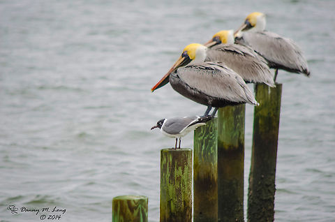 What's better than one Laughing Gull and One Brown Pelican? Why 4 lined up in a row.  Alabama,Brown Pelican,Pelecanus occidentalis,beautiful,bird,birds,colorful,colors,fauna,flight,nature,wildlife,winged