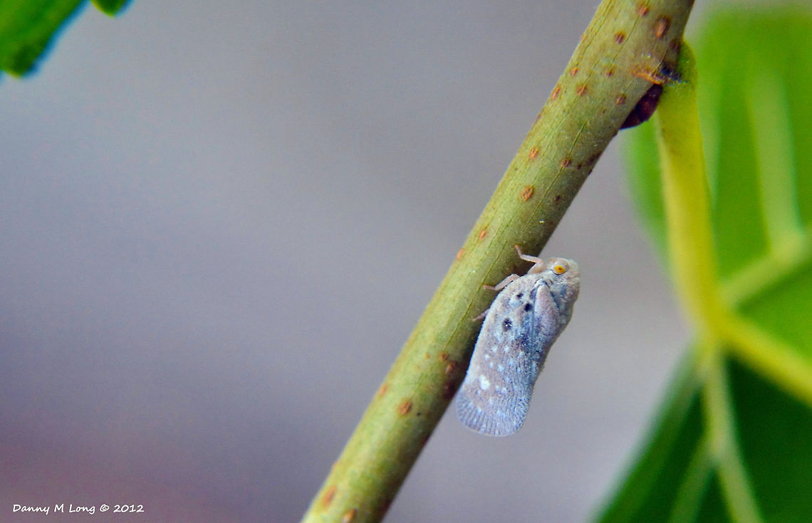 Citrus Flatid Planthopper Now we get to a category I am terrible at. Strangely enough can identify most things with a little research (or a lot depending). When it comes to insects I have the most trouble, for the longest I thought this little bugger, (pun intended) was an aphid. Come to find out I&#039;m wrong so after many hours of research still nothing.  Alabama,Geotagged,Metcalfa pruinosa,United States,beautiful,colorful,colors,fauna,insect,insects,macro,nature
