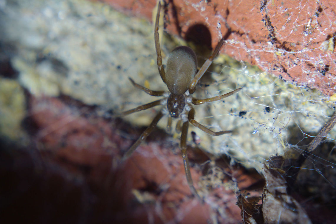 Unknown Spider At first I thought this was a brown recluse (which we have an abundance of here), then I thought it might be a wolf spider, again no luck. Alabama,beautiful,colorful,colors,fauna,insect,insects,macro,nature