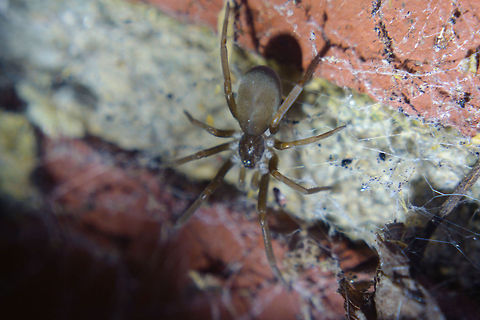Unknown Spider At first I thought this was a brown recluse (which we have an abundance of here), then I thought it might be a wolf spider, again no luck. Alabama,beautiful,colorful,colors,fauna,insect,insects,macro,nature
