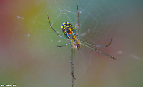 The Orchard spider This colorful creepy crawler you would think would be a snap to ID. Good luck? Alabama,Leucauge venusta,Orchard spider,beautiful,colorful,colors,fauna,insect,insects,macro,nature